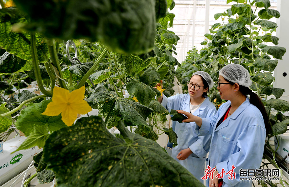 中国农科院启动重大科技任务推动戈壁设施农业绿色发展
