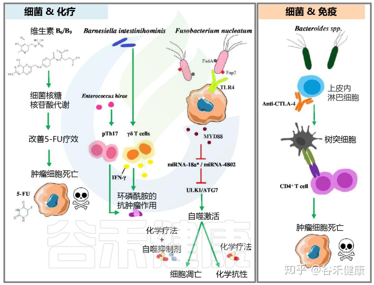 新研究：肠道细菌可改变自身基因以应对肠道炎症