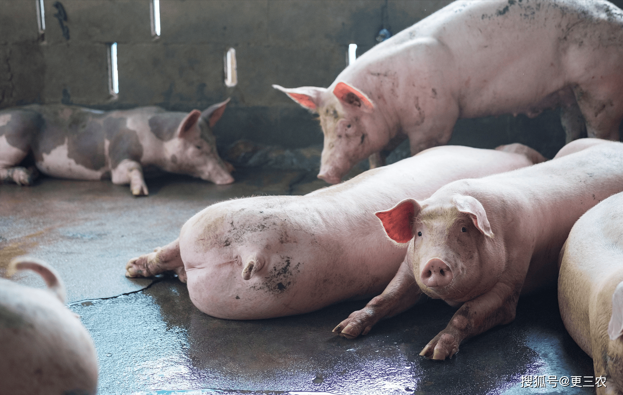 猪企巨头关联交易的这家环保公司，不久前刚终止IPO