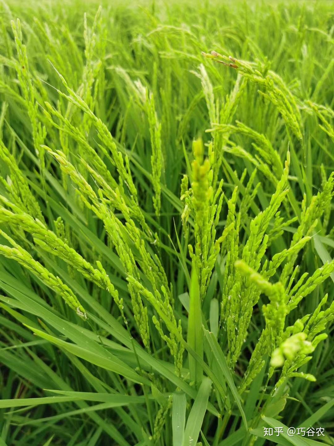 重磅！11部门联合发布，培育世界一流大型铜企业集团